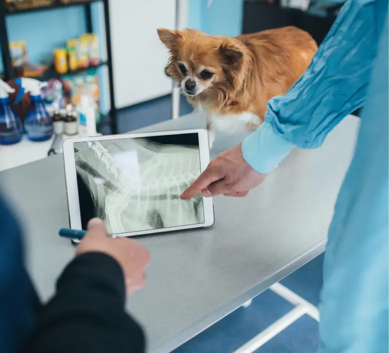 Digital Solutions for Veterinary Practices